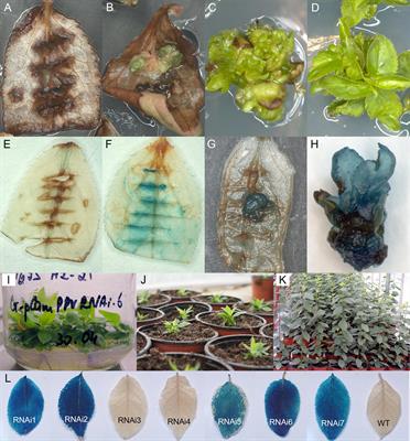 Agrobacterium-Mediated Transformation of Russian Commercial Plum cv. “Startovaya” (Prunus domestica L.) With Virus-Derived Hairpin RNA Construct Confers Durable Resistance to PPV Infection in Mature Plants